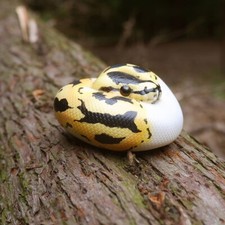 Animal Heavenly Body Pastel Pied Ball Python regius Snake Statue picture