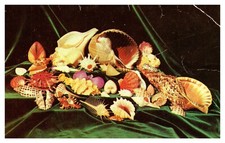 postcard Shell Gems from around the World Genuine Natural Color A1386 picture