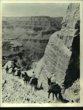 1974 Press Photo Grand Canyon visitors riding in mules and enjoying park's view picture