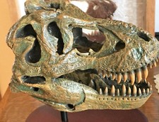 TYRANNOSAURUS T-REX SKULL HUGE LARGE MODEL TOOTH DINOSAUR REPLICA BONE BIG 1/10 picture