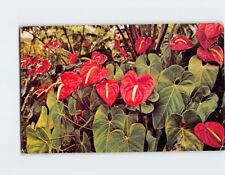 Postcard Red Anthuriums picture
