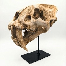 Saber Tooth Cat Skull Replica on Black Display Stand for Desk and Shelf Decor picture
