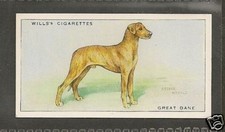 Rare 1937 UK Arthur Wardle Dog Art Wills Cigarette Card Brindle Uncrp GREAT DANE picture