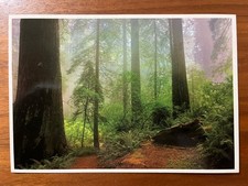 Postcard  - Morning Mist - Fog in California Coastal Redwoods picture