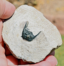 Trilobite Fossil, Leonaspis sp., from Morocco #2 picture