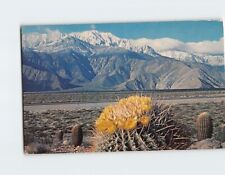 Postcard Picturesque View A Gay Blossom of Yellow atop a Giant Barrel of Cactus picture