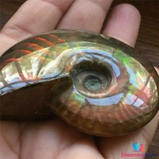 Natural Crystal Iridescent Ammonite Ammolite Facet Fossil Madagascar Gift 1.5in picture