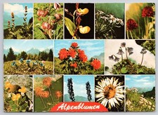 Vintage Alpenblumen Postcard - Austrian Alpine Flowers Tyrol picture
