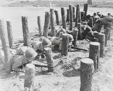 Camp Edwards MA Asparagus Patch 8x10 Glossy Photo Print WWII HT4136294 picture