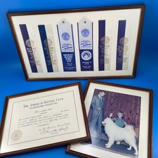 AKC Samoyed Dog Show Best of Winners Champion Ribbons Certificate Photo St Louis picture
