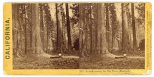 CALIFORNIA STEREOVIEW - Calaveras Big Trees - Lawrence & Houseworth 1860s picture