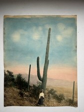 1919 Antique Hand Colored Arizona Giant Saguaro Cactus Photo Woman 8x10 picture