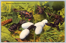 c1940s Alligator Egg Hatching Florida Postcard picture