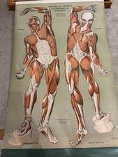 Frohse Anatomical Charts, AJ Nystrom publishing, 11 Charts picture