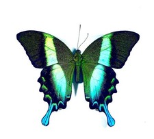 WINGS OPEN Green Black Butterfly Papilio blumei Peacock Swallowtail Indonesia picture