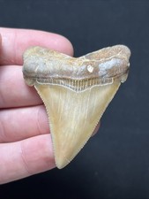 Big Grade A+ Quality Landsite  Angustidens Fossil Shark Tooth Summerville, SC picture