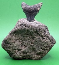 Fossil Great White Shark Tooth Mounted in Fossil Whale Vertebrae Free Standing picture