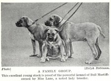Bull Mastiff 