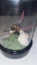 Real pet Fairy  caught in Scandanavia in dome cloche ooak unique oddity picture