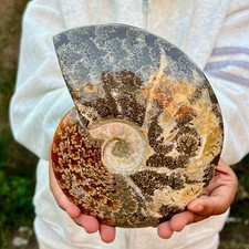 1.6LB  Rare Natural tentacle ammonite fossil specimen, shell healing in Mada picture
