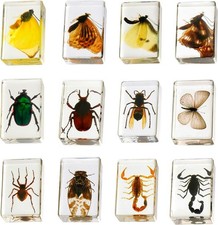 12 Piece Insect Specimen Set in Clear Resin, Educational Bug Collection picture