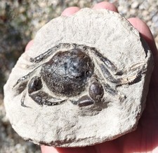 Large 3+ Inch Pulalius Vulgaris Crab Fossil, Eocene, Gray's Harbor, Washington picture