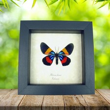 Milionia drucei verso Day Flying Moth Real Framed Taxidermy Display picture
