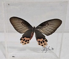Real Framed Butterfly Swallowtail Taxidermy Vtg  picture