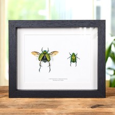 Taxidermy Shining Leaf Chafer Male & Female Pair Frame (Chrysophora chrysoch picture