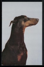 Doberman Pinscher Breed Pet Dog Postcard picture