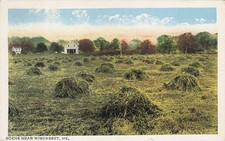 Wiscasset Maine Hay Field Farm Rural Scene Early 1900s Postcard picture