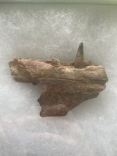 SUPERB And Super Rare Pterosaur Skull Jaw Fossil With Two Teeth Kem Kem Morocco picture