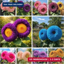 700+ Sunflower Seeds for Planting - Giant Teddy Bear Sunflower Heirloom Non-GMO picture