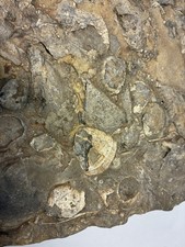 Brachiopod Cluster Fossil Plate picture