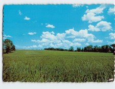 Postcard Field Scenery and Matthew 13:38 picture
