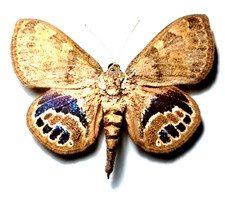 castnia escalantiana ssp escalantei FEMALE huge, unmounted , A1 quality picture