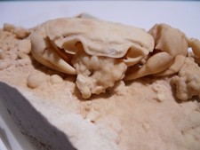 1.5 Inch Travertine replaced Crab Fossil from Turkey.  Potamon, Pleistocene age picture
