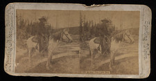 Stereoview Photograph,  Cowboy, Wild West picture