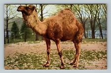 New York City NY, Dromedary Camel, At NY, Zoological, New York Vintage Postcard picture
