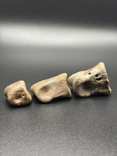 Pachycephalosaurus Thescelosaurus Articulated Toe Bones Cretaceous Hell Creek FM picture