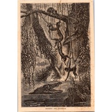 Monkeys and Crocodile Henri Mouhot 1889 Engraving SAI3-5 picture