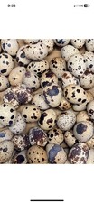 Quail Birds and Eggs Collection – Various Colors and Ages 12 eggs picture