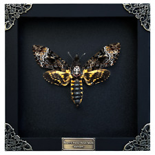 Real Framed Death Head Moth Skull Acherontia Butterfly Insect Taxidermy Oddities picture