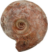 Permian Pseudoschistoceras gigas Rare Large Goniatite Lidak Timor U5-10 picture