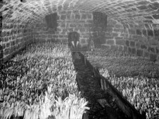 Boots Of Capuchin Friar's Beards In A Cellar France 1906 Old Photo picture