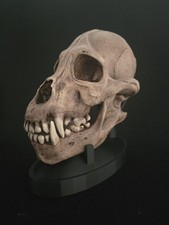  Werewolf Skull Realistic 