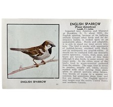 English Sparrow Bird Print 1931 Blue Book Birds Of America Antique Art PCBG13C picture