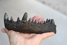 Fossil Alligator Jaw w/13 Teeth picture