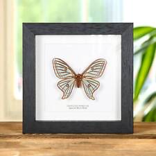 Female Spanish Moon Taxidermy Moth Frame (Graellsia isabellae) picture