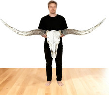 70In Longhorn Wall Decor, Extra Large Authentic Croissant，Cow Skull Wall Decor，C picture